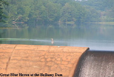 Great Blue Heron at the Bellamy dam